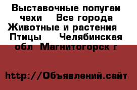 Выставочные попугаи чехи  - Все города Животные и растения » Птицы   . Челябинская обл.,Магнитогорск г.